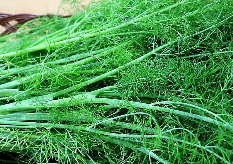 餃子機(jī)為什么做不了茴香餡的餃子？